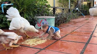 OMG Mommy Chicken Attck Mineas Hand When Minea Join Dinner With Family Chicks [upl. by Elleirbag470]