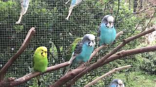 Parkieten geluiden – Parakeet sounds – Lovebird sounds – Budgie sounds – Budgerigar sounds [upl. by Auhoj787]