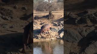 Beautiful Tanzania Serengeti National Park animals wildlife nature [upl. by Jorgensen]