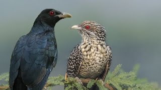 Singapores Most Hated Bird Why the Asian Koel Sound is Driving Locals Crazy [upl. by Llerrad]