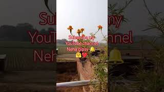 गांव की गोरी गांव की छोरी आप लोगों के लिए लाती हैं। रोज मिनि ब्लॉग 🌾🤗❤️ nehagipsy viralvlogs [upl. by Fitz380]