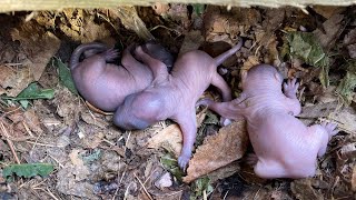 Peekaboo Baby Squirrels are BACK [upl. by Eberly]