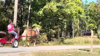 Haflinger driving [upl. by Annahsit]