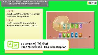 Steps in Formation of Recombinant DNA By Action of Restriction Endonuclease Enzyme Biotechnology [upl. by Enirehtacyram]