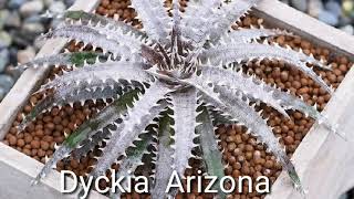 DYCKIA BROMELIAD SUCCULENTS [upl. by Waki]