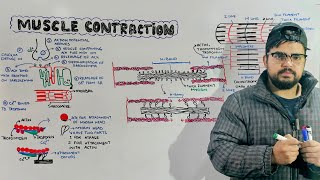 Muscle Contraction Mechanism of muscle contraction in Detail [upl. by Mccurdy]