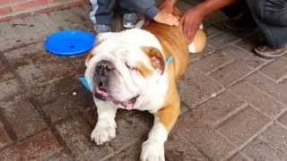 Woofstock Toronto 2013 English Bulldog Getting A Massage [upl. by Nol]