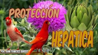 PROTECCIÓN HEPÁTICA PARA AVES HD [upl. by Meehyr]