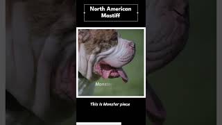 NORTH AMERICAN MASTIFF [upl. by Reamy27]