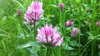 Red Clover Trifolium Pratense  20120505 [upl. by Lucio997]