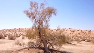 Saudi Arabia turns to saxaul tree for climate defense [upl. by Diad]