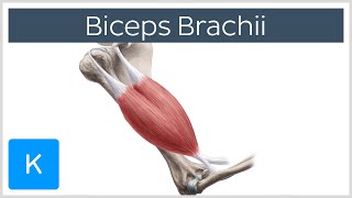 Biceps Brachii Muscle  Origins amp Actions  Human Anatomy  Kenhub [upl. by Naut]