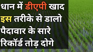 How to manage fertiliser in paddy crop  fertilizer in paddy crops  best fertilizer in paddy [upl. by Nauqaj]