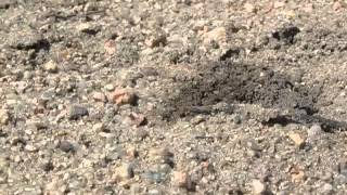 Female grasshopperkilling wasp digging burrow [upl. by Dehsar280]