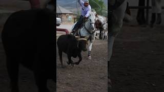 roping teamroping horses fyp shorts equine cowboy [upl. by Desirae]