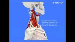 Biomeccanica della respirazione Respira con noi [upl. by Gnek]