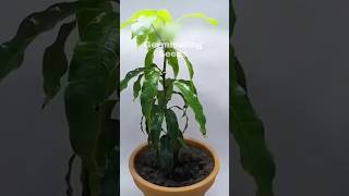 The Process Of Development From Seed To Plant  time lapse Shorts [upl. by Analra]