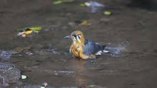 orange headed ground thrush [upl. by Olav]