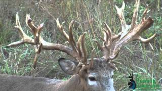 322 Inch Whitetail Buck with a Crossbow in Alabama [upl. by Teak113]