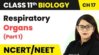 Class 11 Biology Chapter 17  Respiratory Organs Part 1  Breathing and Exchange of Gases [upl. by Erdua]