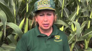 Scouting for Twospotted Spider Mites in Field Corn [upl. by Nnylanna591]