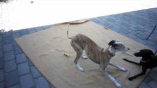 Italian Greyhound taunts Whippet to play [upl. by Chard988]