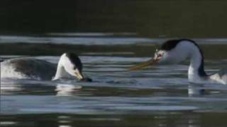 Life  Clarks Grebe The Courtship Dance  BBC One [upl. by Bourn621]