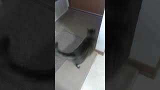 One Eyed Cat with Glowing Eye Trying to open the Door 😸👁️🚪 [upl. by Mairem]