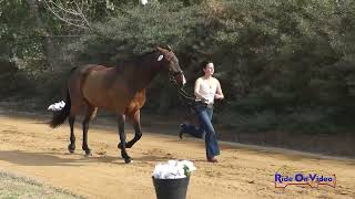 068J1 Lauren Crabtree on Derroon Diamond CCI1 Long Jog 1 Galway Downs Nov 2024 [upl. by Yerggoeg]