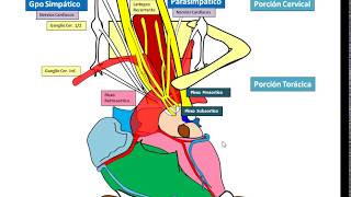 Inervacion del Corazon [upl. by Hart]