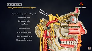 Pterygopalatine ganglion  Head and neck animated gross anatomy [upl. by Bloxberg]