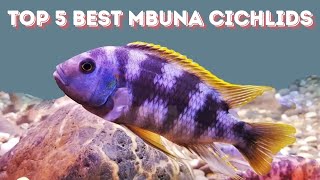 Best Mbuna cichlids [upl. by Thomson]