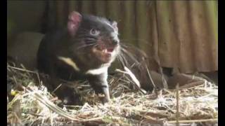 Tasmanian devil growls [upl. by Harac360]