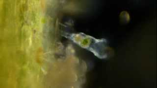 Amazing Microscopic Animals [upl. by Polloch664]