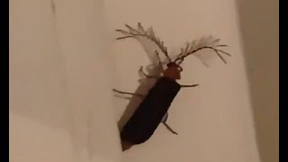 Flying Cockroach Attack Compilation  Directed by Robert B Weide cockroach meme [upl. by Ancalin]