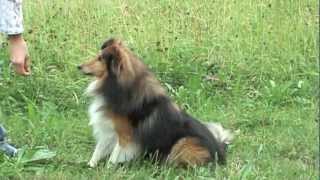 Sheltie Joy  Tricks amp Commands [upl. by Dorfman]