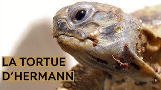 La tortue dHermann [upl. by Einrae]