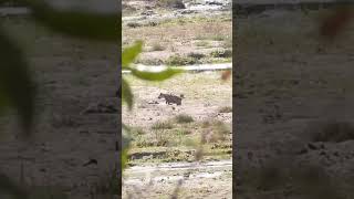 waterbuck chases hyena krugernationalpark wildlife animals krugerparksafari africawildlife [upl. by Airla]