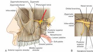 Maxillary nerve 3 [upl. by Gusti762]