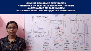 Cyanide Resistant Respiration  Inhibitors of Electron Transport Chain  Alternative oxidase [upl. by Shayne]