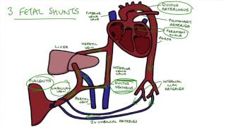 Understanding Fetal Circulation [upl. by Erelia894]