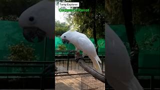 Cockatoos Parrot Dancing  Cockatoo  Parrot Talking  Bird Talking  TariqExplorer [upl. by Westbrook472]