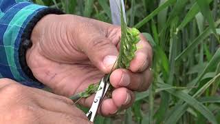 Hybridization Crossing technique Emasculation amp Pollination in wheat Triticum aestivum [upl. by Eneladgam]