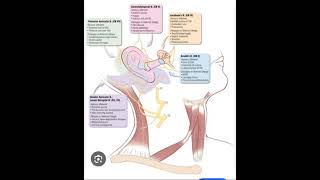 Ear innervation [upl. by Enedan]