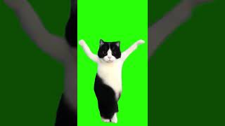 shik shak shok cat meme green screen meme funny lol [upl. by Audun]