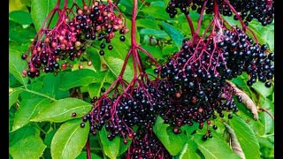 Blooming in Bloomington Elderberry vs Pokeberry [upl. by Sirah989]