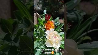 Comprei mais plantinhas para o jardim plantasparaforracao minerosa gazania [upl. by Shanly]