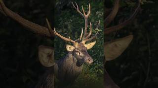 Red deer encounter during rut [upl. by Ronacin]