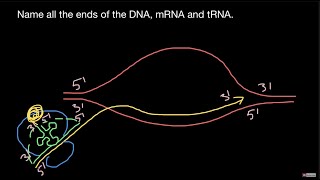 DNA mRNA tRNA directionality [upl. by Siseneg]