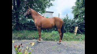 7yo hobby dressage gelding 152 cm g [upl. by Oikim]